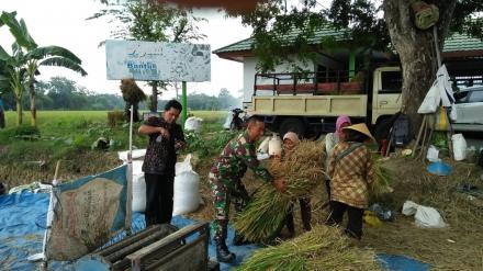 PANEN PADI WARGA DESA PATALAN