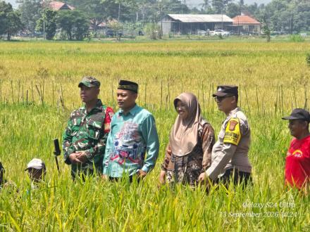 Warga Padukuhan Ngaglik Gelar Tradisi Wiwitan Selamatan Petani